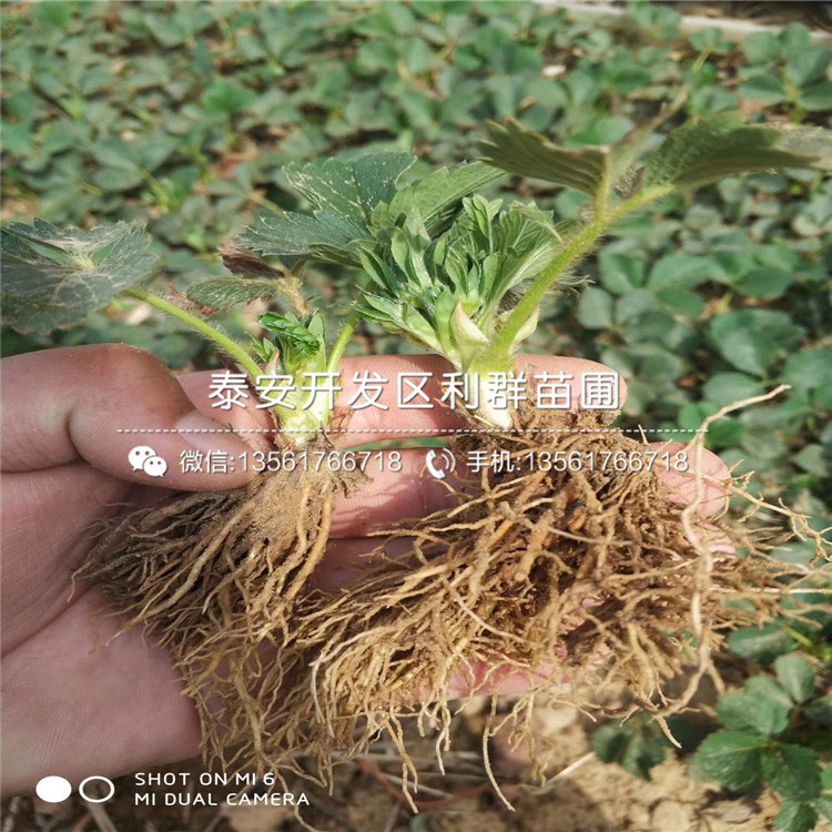 2019年京留香草莓苗批發(fā)基地