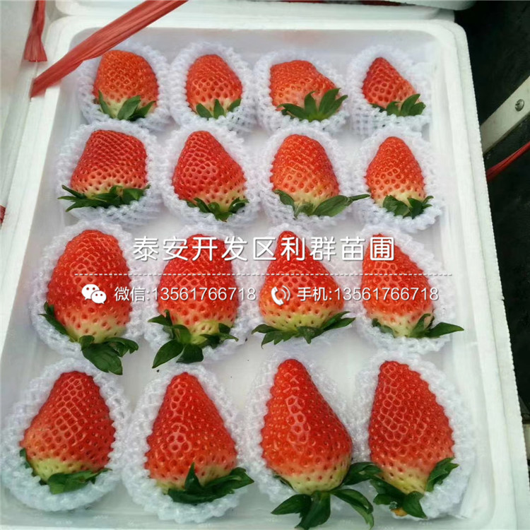阿媽奧草莓苗多少錢、2019年阿媽奧草莓苗多少錢一棵