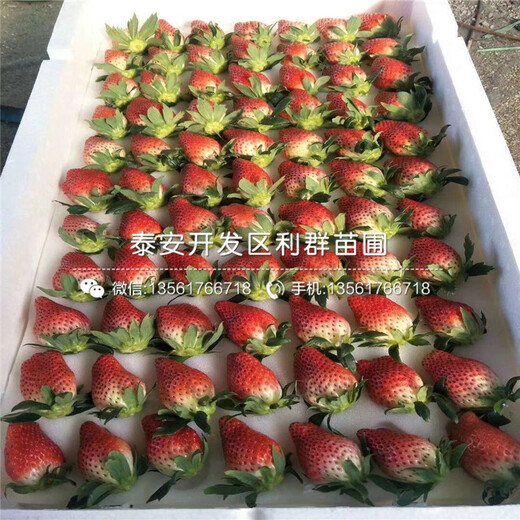 草莓原種苗批發(fā)價(jià)錢多少