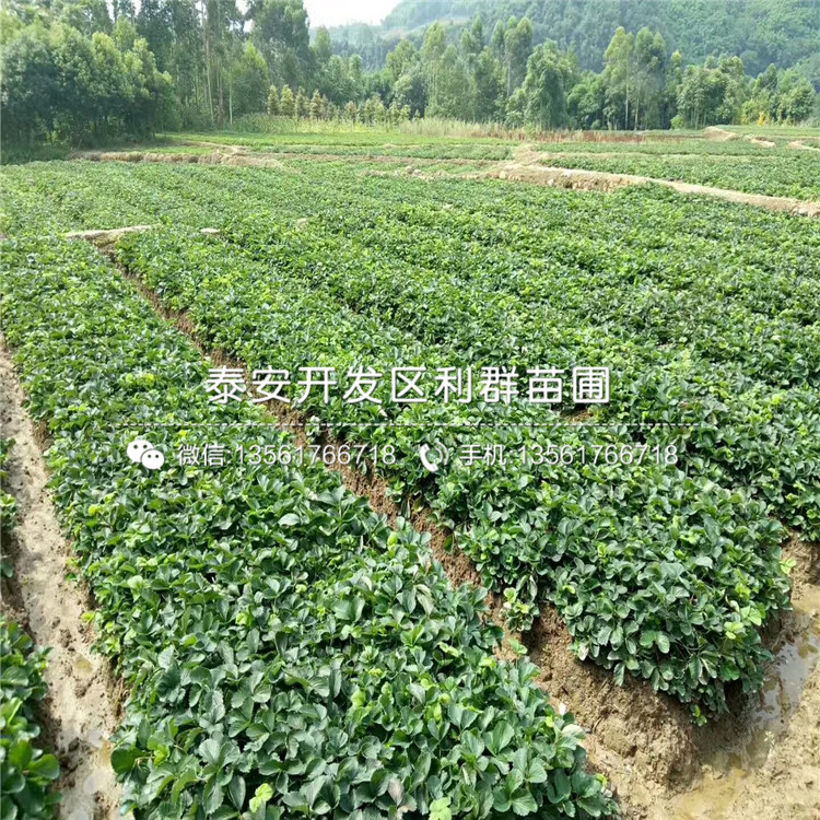 書香草莓苗多少錢、2019年書香草莓苗出售