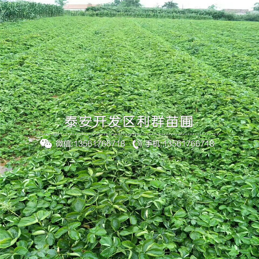 魯旺草莓苗出售、魯旺草莓苗價格
