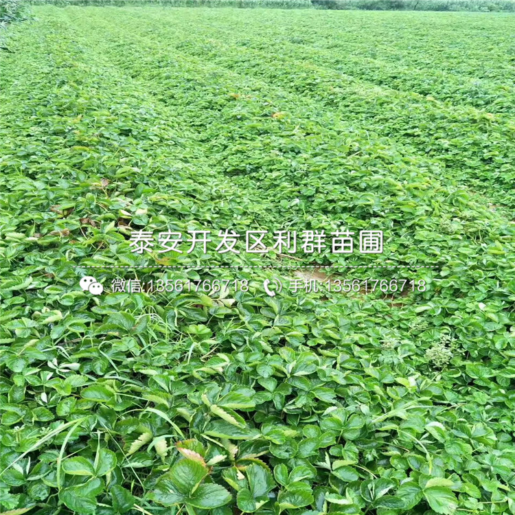 批發(fā)草莓苗哪里有賣、2019年批發(fā)草莓苗多少錢一棵