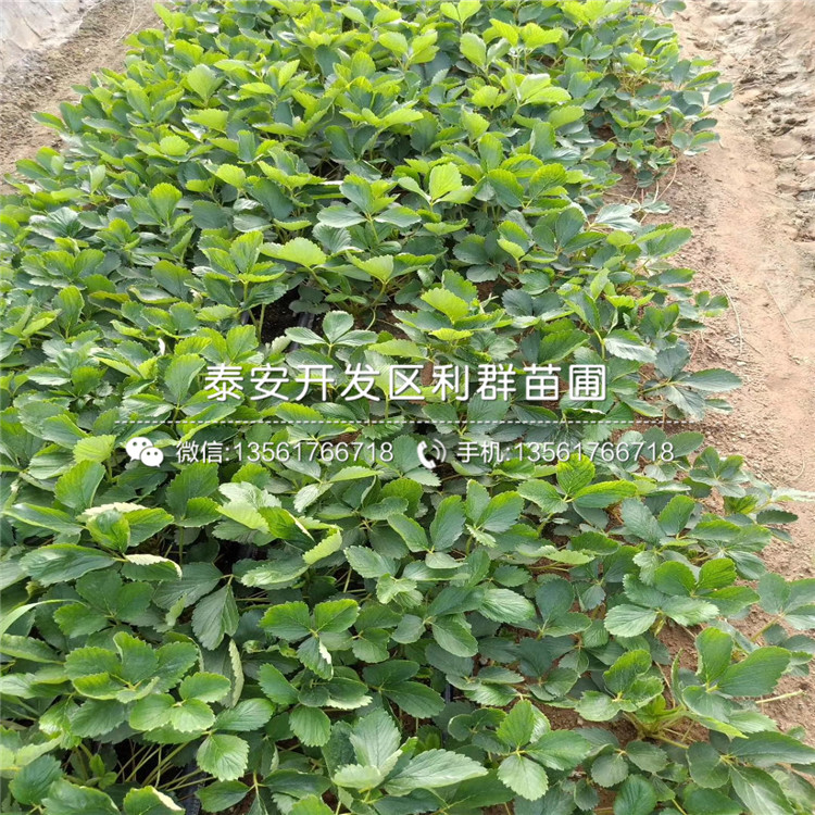 幸香草莓苗种植技术、幸香草莓苗哪里有批发