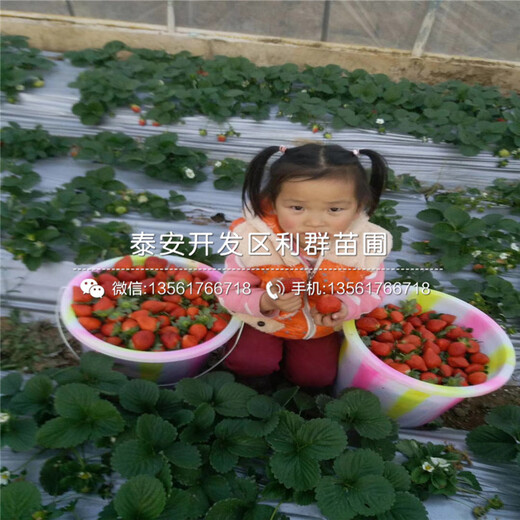以斯列二號(hào)草莓苗2018年價(jià)格