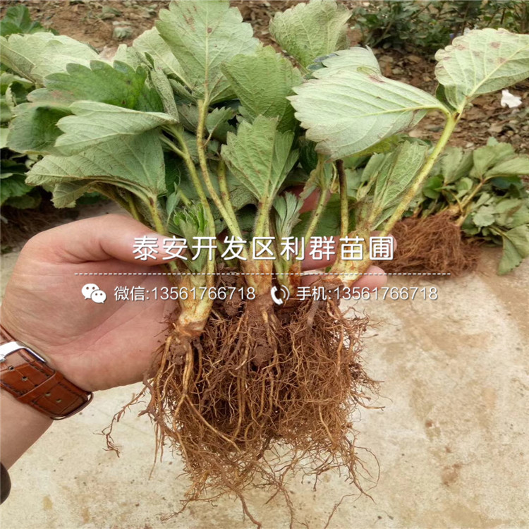 九香草莓苗批發(fā)、2018年九香草莓苗基地