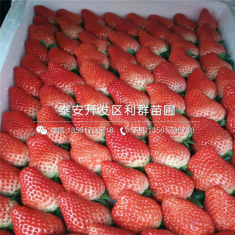 2019年塞娃草莓苗價(jià)格、塞娃草莓苗出售