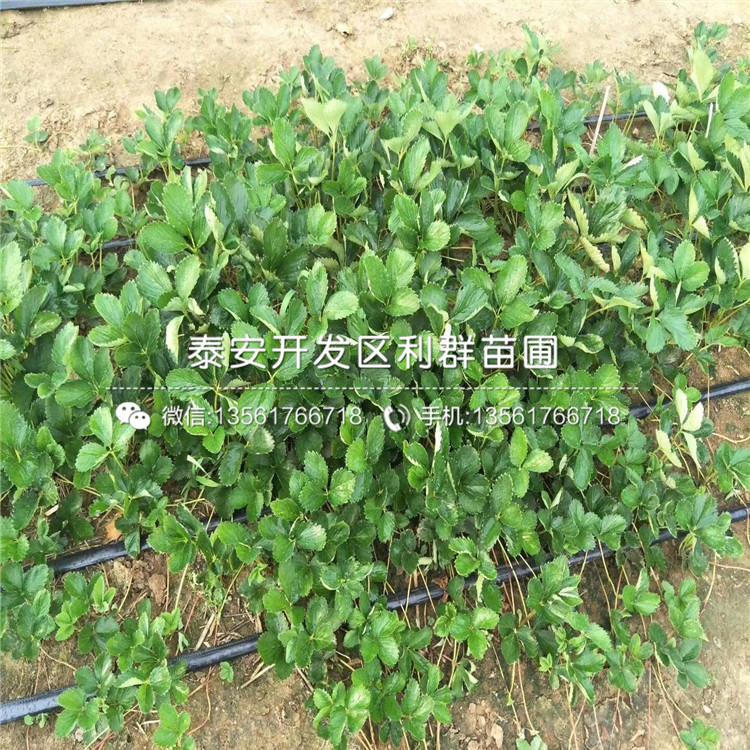 卡麥羅莎草莓苗品種、卡麥羅莎草莓苗新品種