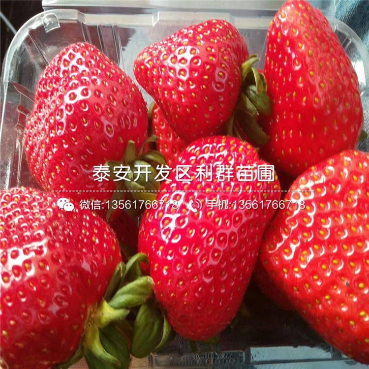 美十三草莓苗批發(fā)價(jià)格、2019年美十三草莓苗報(bào)價(jià)