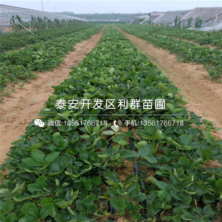 山東鈣維他草莓苗新品種、山東鈣維他草莓苗價(jià)格多少