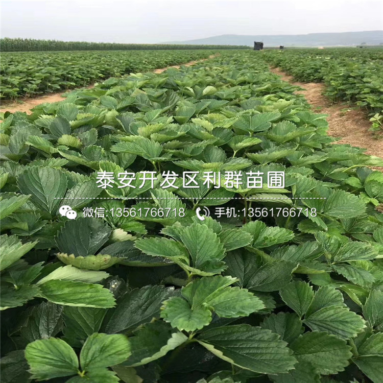 4公分全草莓苗價(jià)格