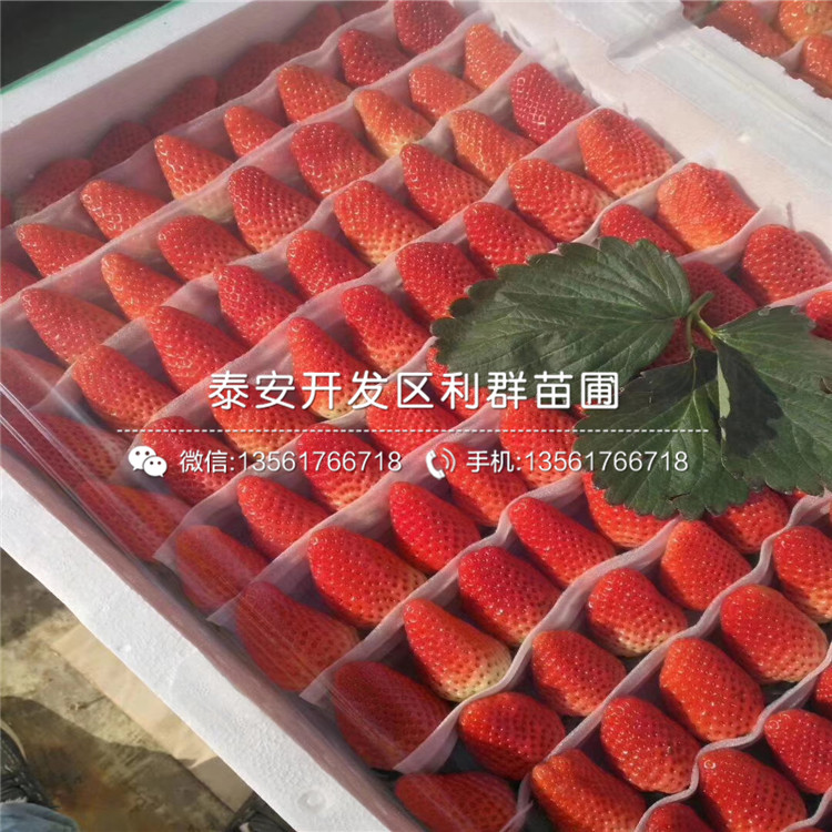 新品種圣安德瑞斯草莓苗多少錢一棵