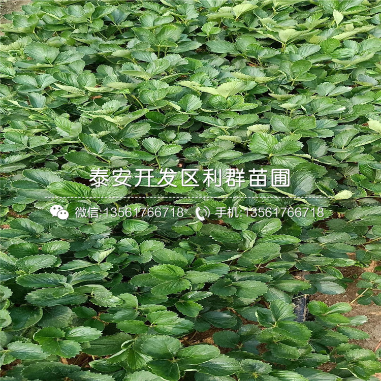 櫪乙女草莓苗包郵價格、櫪乙女草莓苗多少錢一棵