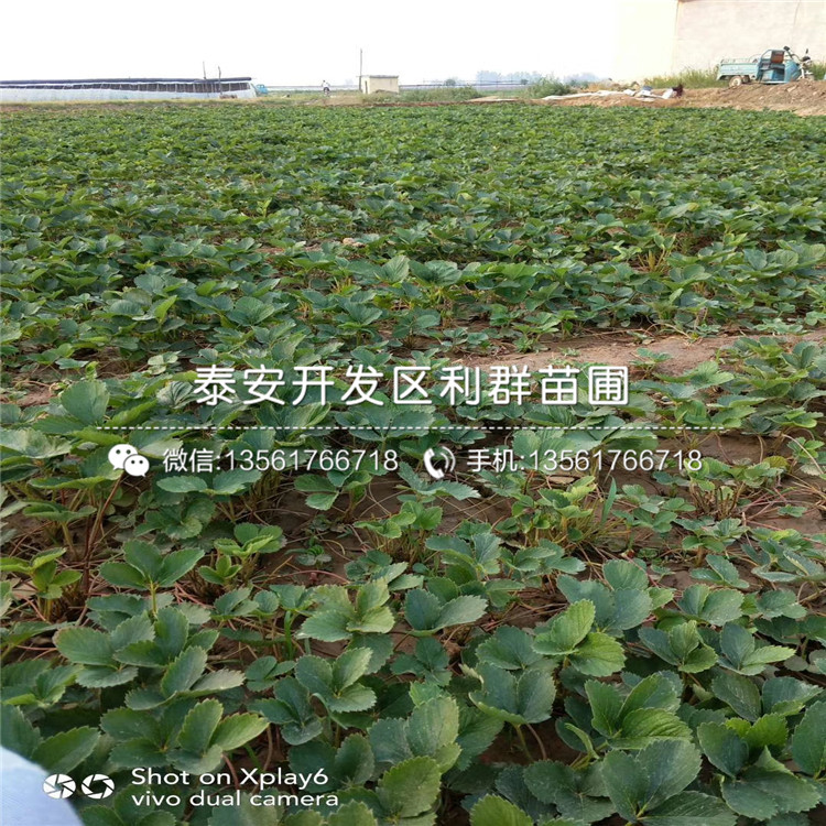 白雪天使草莓苗報價及價格