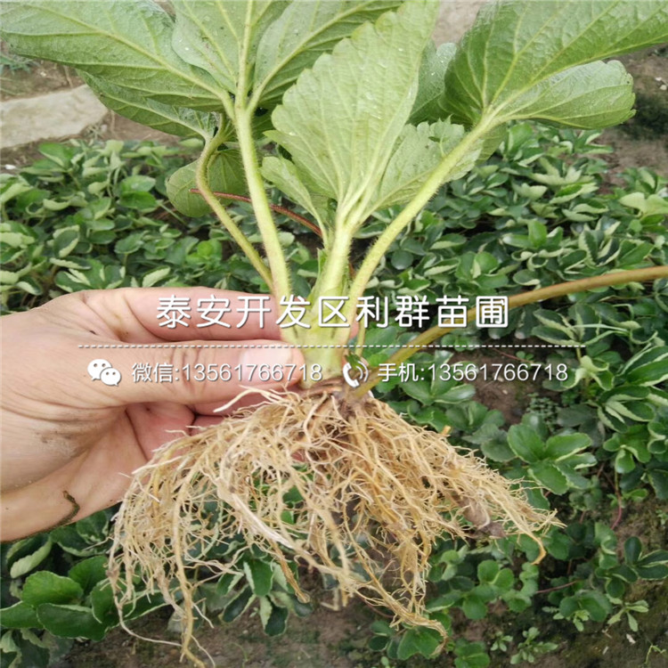 2019年脱毒草莓苗、脱毒草莓苗多少钱一棵