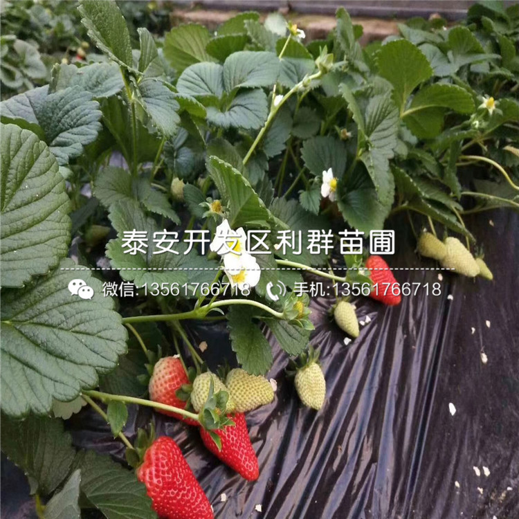 新品种红花草莓苗价格是多少