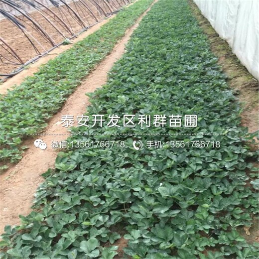 山東土特拉草莓苗供應(yīng)基地