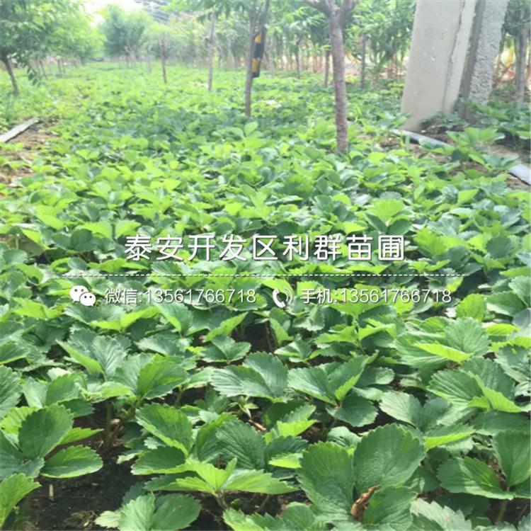山東甜查理草莓苗、甜查理草莓苗價格