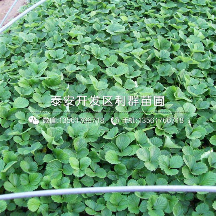 新世紀(jì)一號草莓苗品種、新世紀(jì)一號草莓苗多少錢一棵