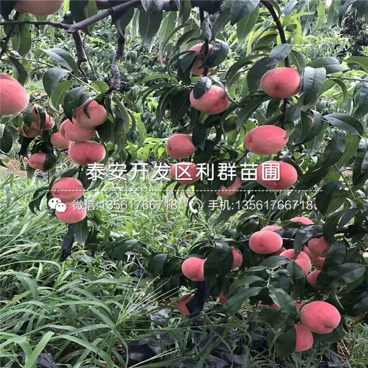 山東紅考密斯梨樹苗多少錢一棵、山東紅考密斯梨樹苗出售基地