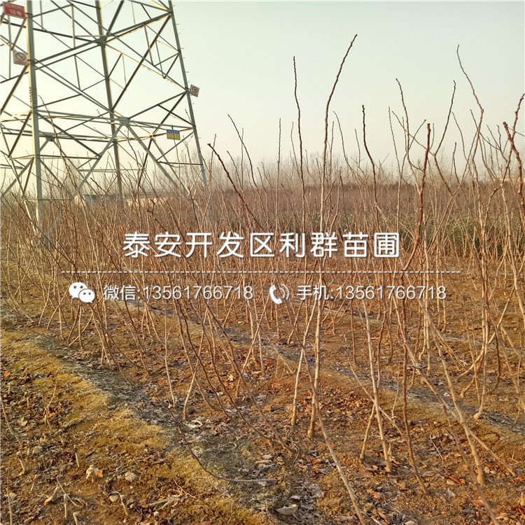 山東紅考密斯梨樹苗多少錢一棵、山東紅考密斯梨樹苗出售基地
