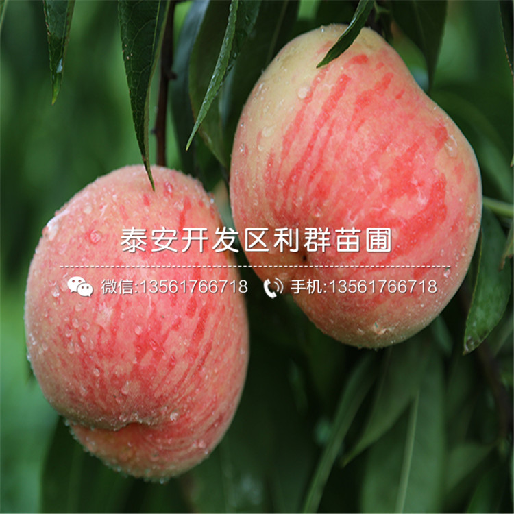 m26苹果树苗出售、2019年m26苹果树苗多少钱一棵