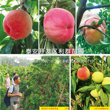 新品种中油20号油桃苗、中油20号油桃苗价格多少图片