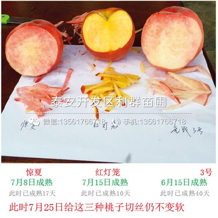 蜜脆苹果树苗销售价格