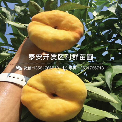石榴樹樹苗出售、2019年石榴樹樹苗價格