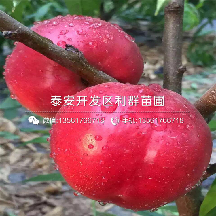 批发瑞阳苹果树苗基地