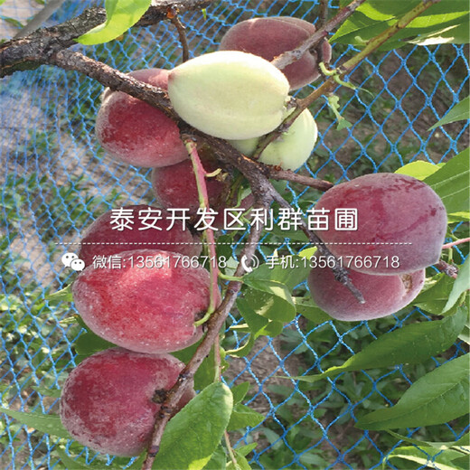 2019年黑李子樹苗價(jià)格行情