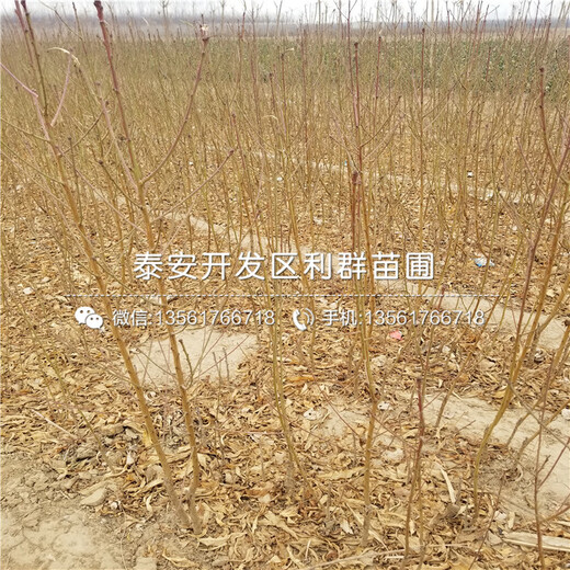 哪里有三代斤柿子樹苗批發(fā)