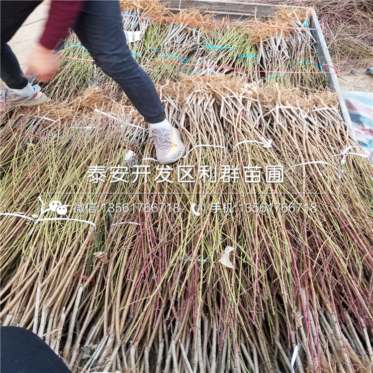 晚熟15公分枣树苗多少钱一棵