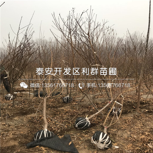 梨樹多少錢一棵、梨樹基地
