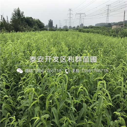 天仙醉草莓苗價(jià)格、2019年天仙醉草莓苗多少錢一棵
