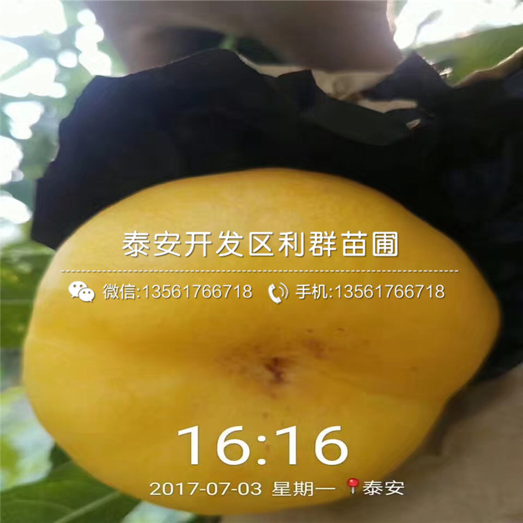 新品种烟富3号苹果苗出售