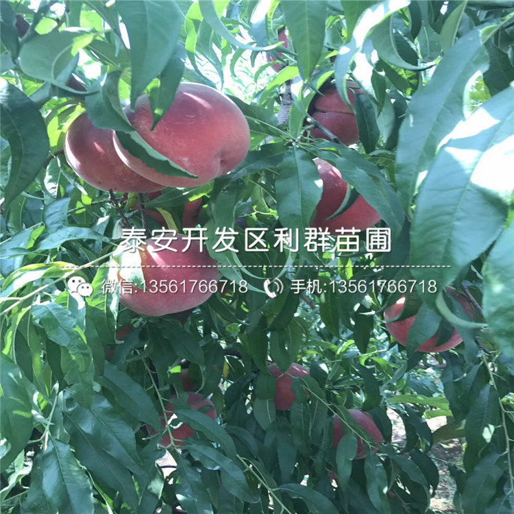 2019年桃树种苗批发基地