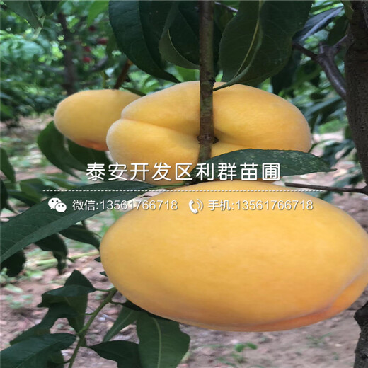 西梅藍(lán)蜜李子苗出售、西梅藍(lán)蜜李子苗價(jià)格