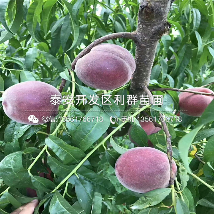 2019年京留香草莓苗、京留香草莓苗多少钱