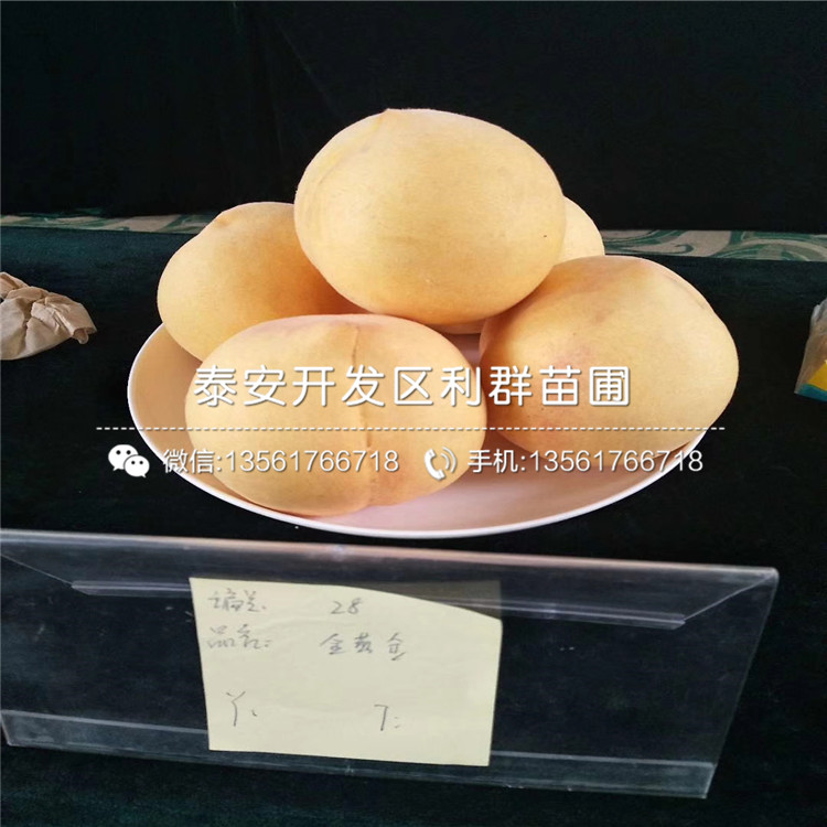 10公分杏苗哪里有、10公分杏苗价格多少