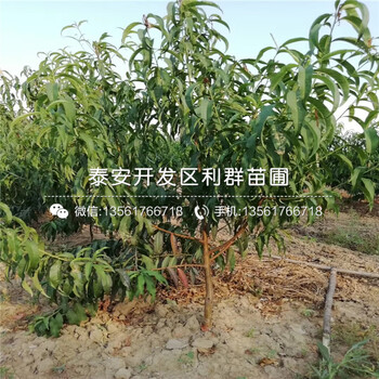 山東愛宕梨樹苗、愛宕梨樹苗批發(fā)基地
