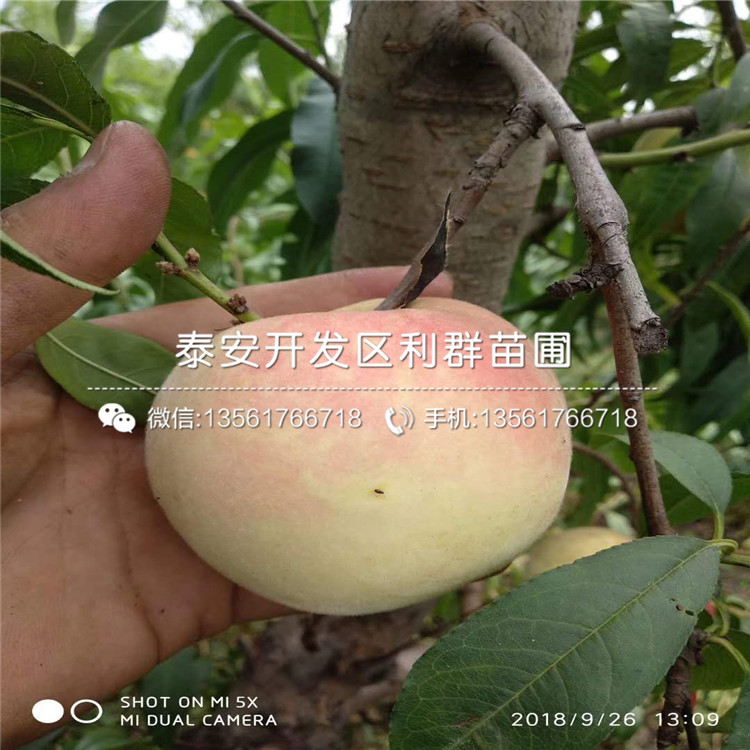 2019年瑞阳苹果树苗价格、瑞阳苹果树苗