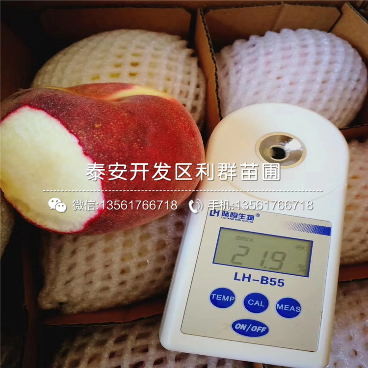新品种9公分杏苗价格