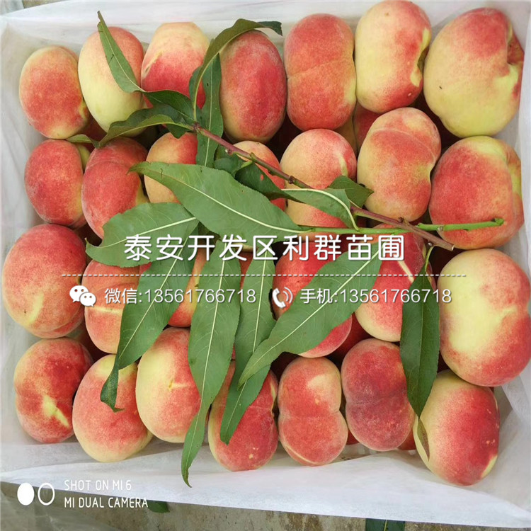 王子草莓苗2019年价格