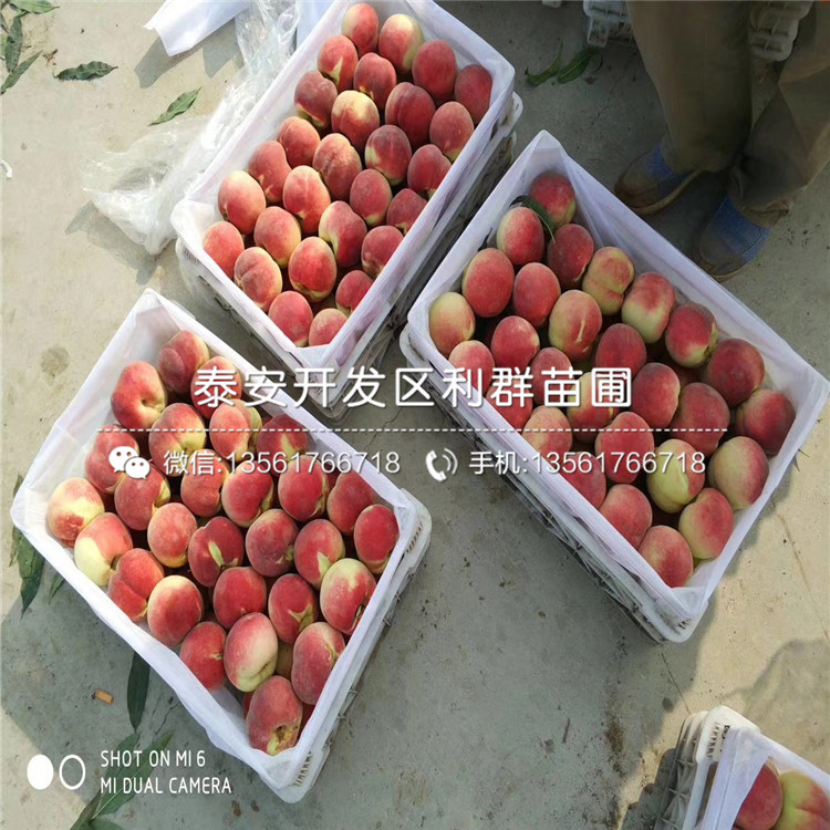 8公分苹果树苗、8公分苹果树苗批发价格