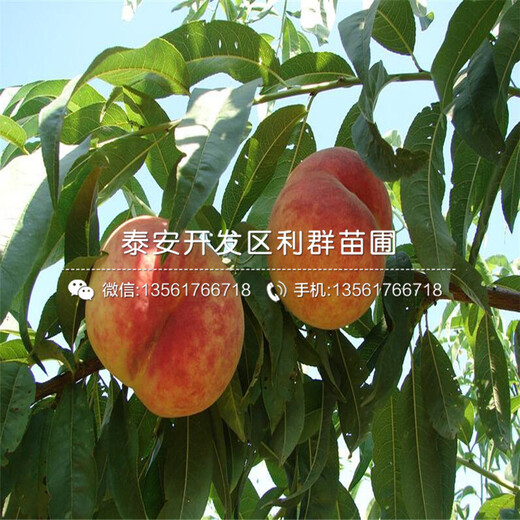 中秋酥脆棗苗報(bào)價(jià)、中秋酥脆棗苗報(bào)價(jià)是多少