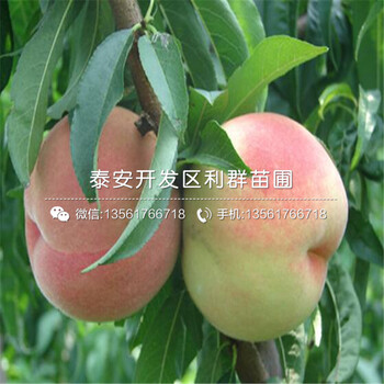 山東紅夏草莓苗新品種、山東紅夏草莓苗多少錢一棵