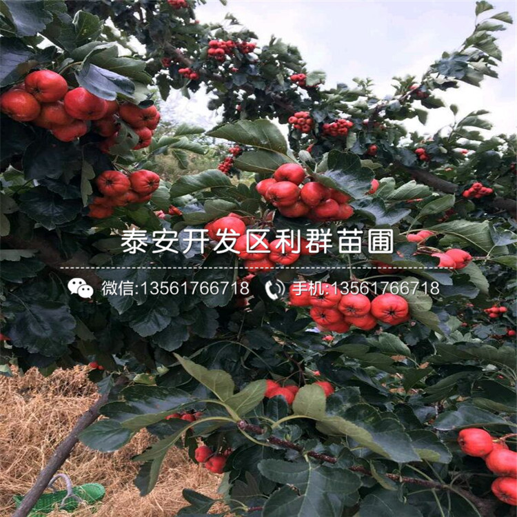 歪把红山楂树苗销售基地