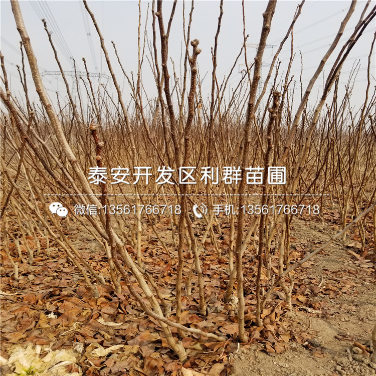 中熟山东苹果苗价格