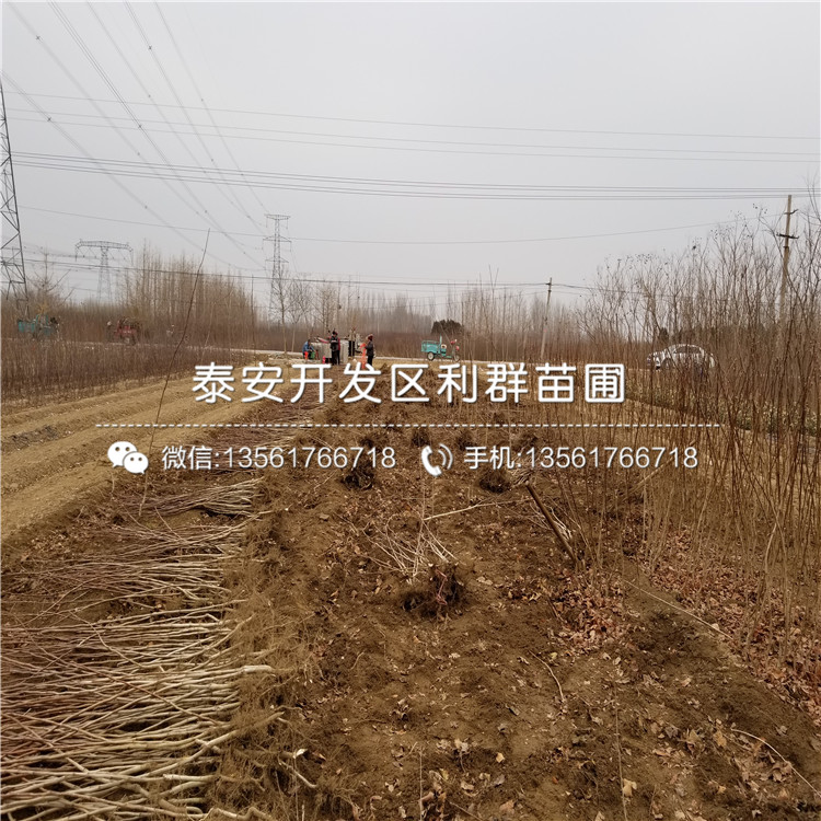 2019年桃树种苗批发基地