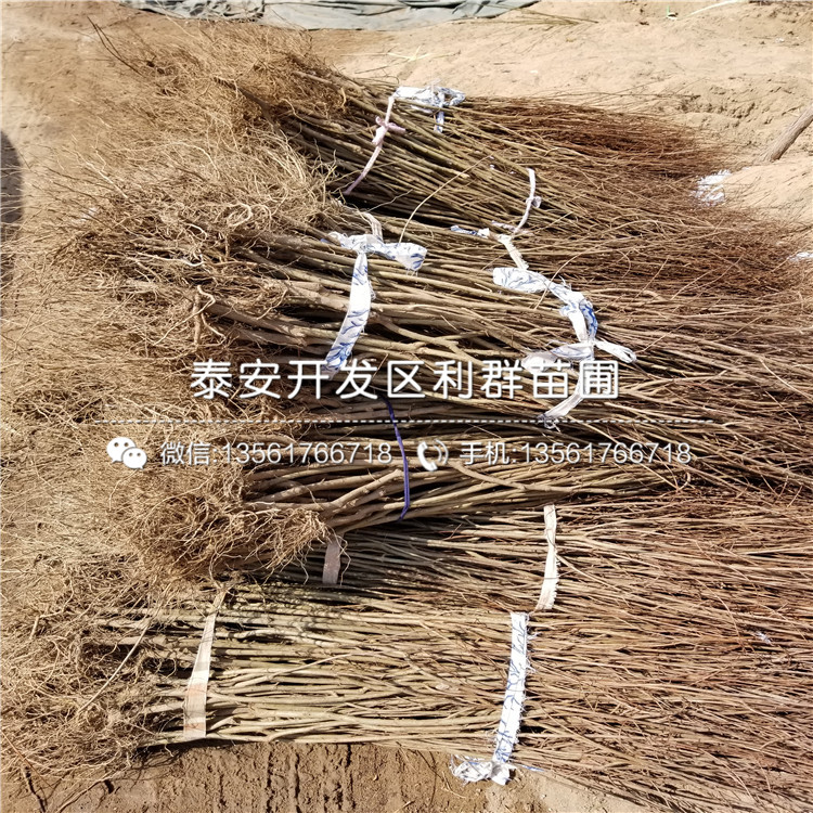 山东9公分石榴树苗出售价格